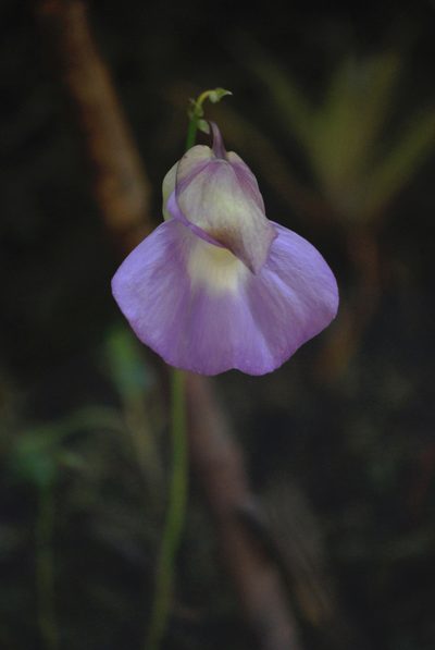 Utricularia unifolia, photographed by desertnaturalist