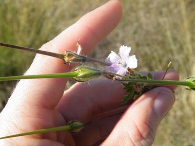 Monsonia angustifolia, photographed by Antoinette Eyssell Knox