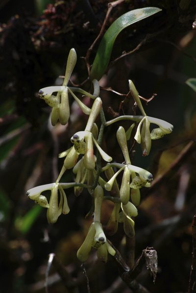 Epidendrum erosum, photographed by desertnaturalist