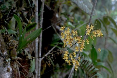 Oncidium ornithorhynchum, photographed by desertnaturalist