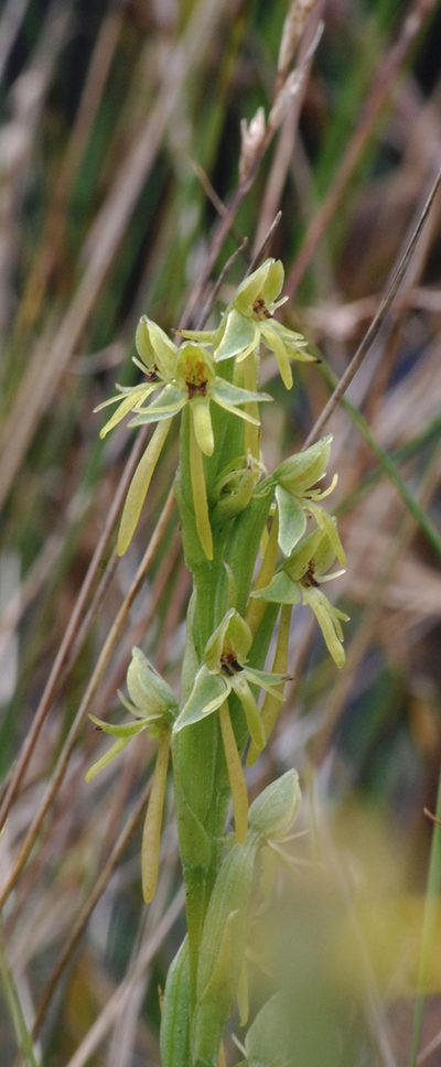 Habenaria gollmeri, photographed by desertnaturalist