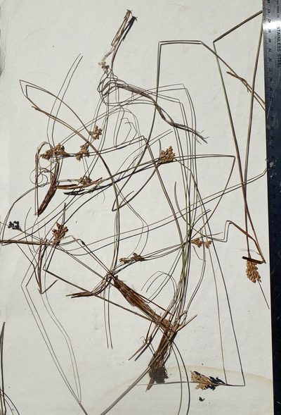 Juncus vaseyi, photographed by Allan Harris