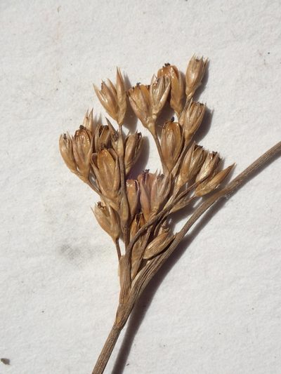 Juncus vaseyi, photographed by Allan Harris