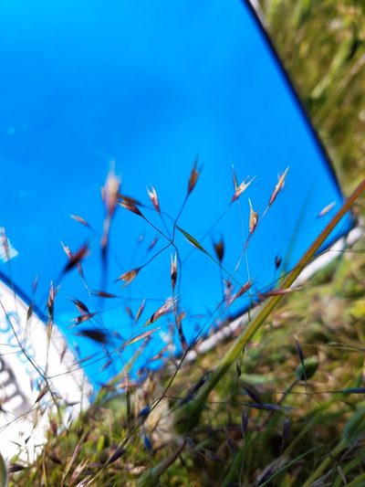Deschampsia danthonioides, photographed by D Defreese