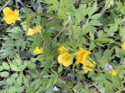 Ranunculus hispidus, photographed by Elizabeth Axley