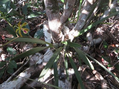 Encyclia fucata, photographed by Ben Machado