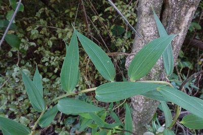 Bomarea multiflora, photographed by John Barkla