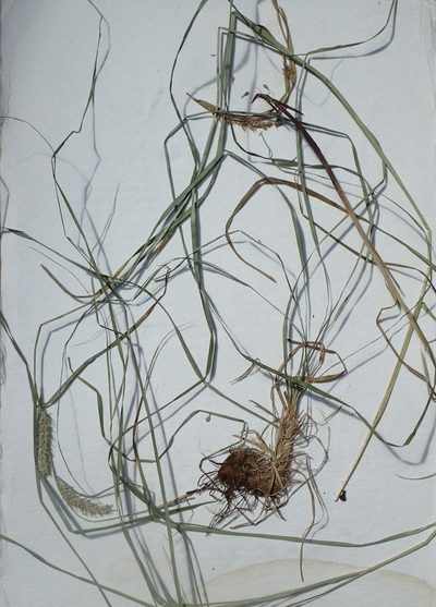 Carex laeviconica, photographed by Allan Harris