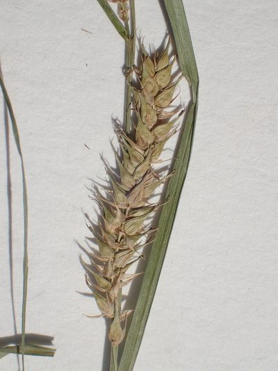 Carex laeviconica, photographed by Allan Harris