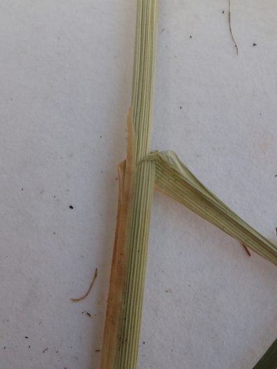Carex laeviconica, photographed by Allan Harris