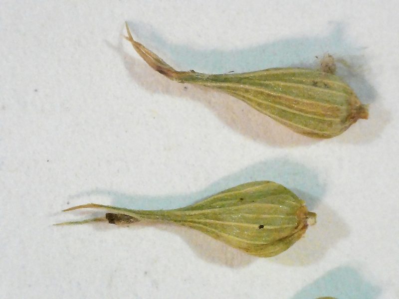 Carex laeviconica, photographed by Allan Harris
