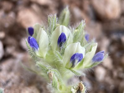 Pediomelum castoreum, photographed by Matt Berger