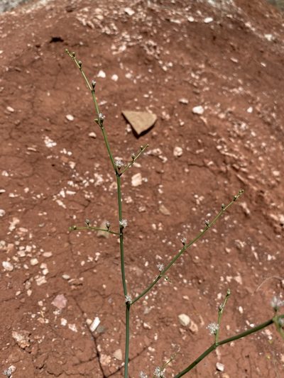 Eriogonum exaltatum, photographed by Matt Berger