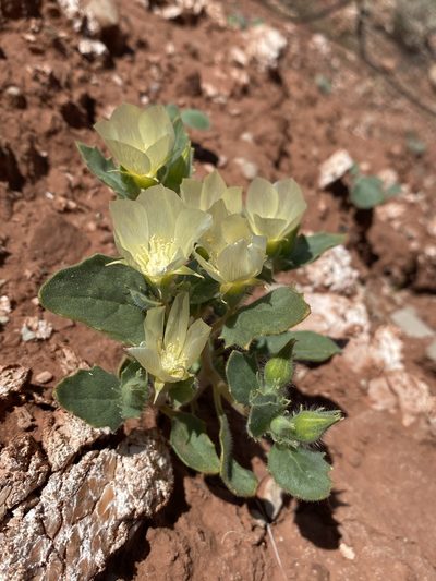 Mentzelia tricuspis, photographed by Matt Berger