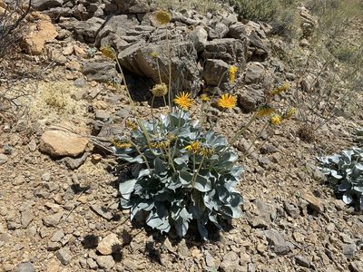 Enceliopsis argophylla, photographed by Matt Berger