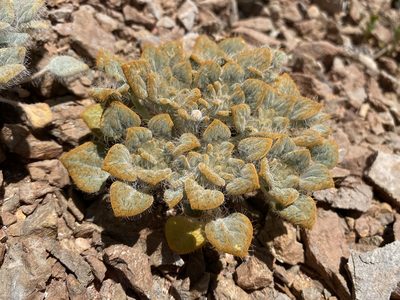 Psathyrotes pilifera, photographed by Matt Berger
