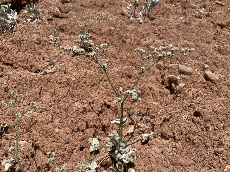 Eriogonum exaltatum, photographed by Matt Berger