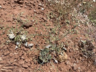 Eriogonum brachypodum, photographed by Matt Berger