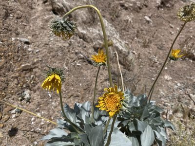 Enceliopsis argophylla, photographed by Matt Berger