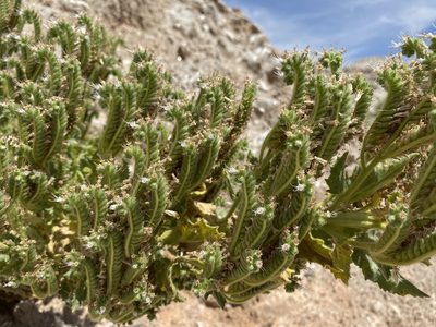 Phacelia palmeri, photographed by Matt Berger