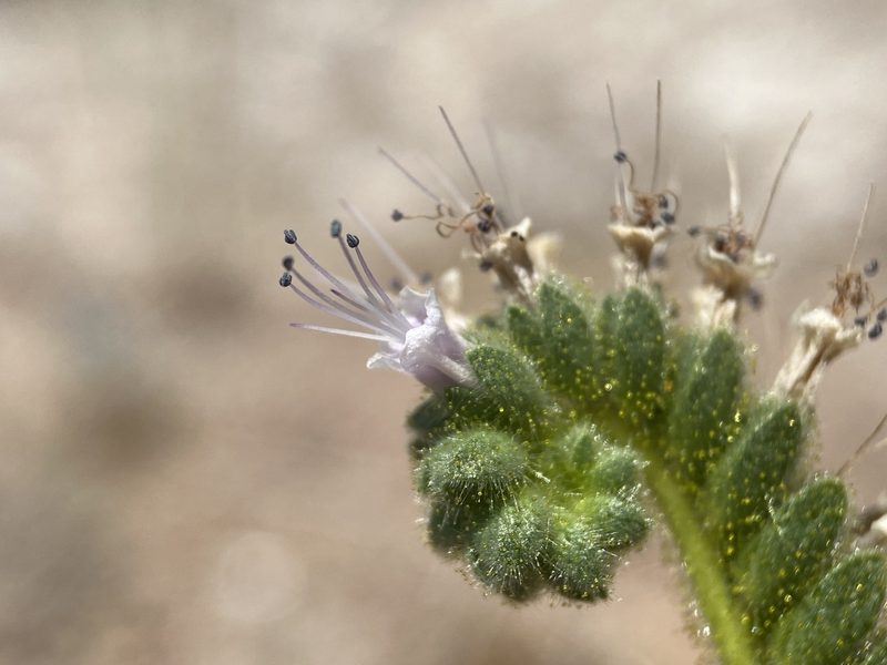 Phacelia palmeri, photographed by Matt Berger