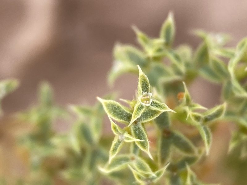 Chorizanthe corrugata, photographed by Matt Berger