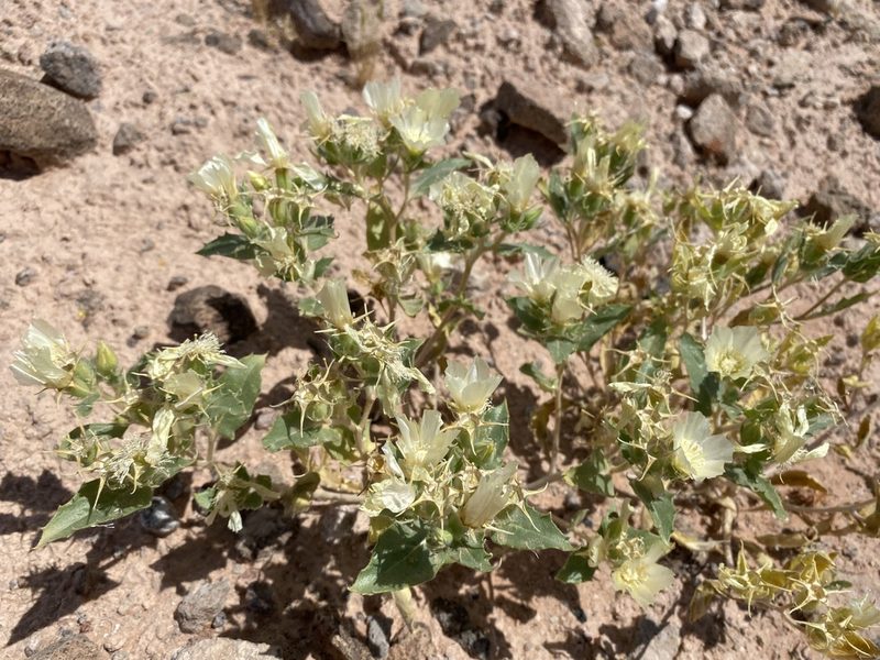 Mentzelia tricuspis, photographed by Matt Berger