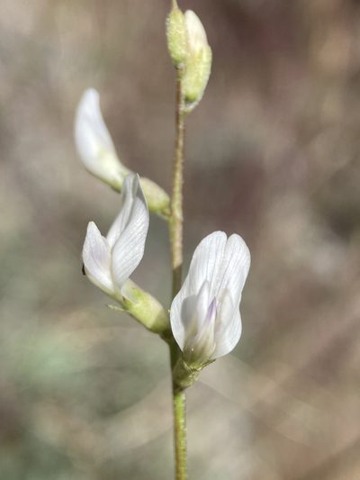 Astragalus remotus, photographed by Matt Berger