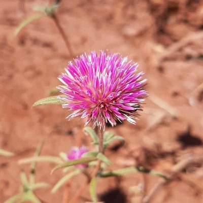 Gomphrena canescens, photographed by T. Hammer