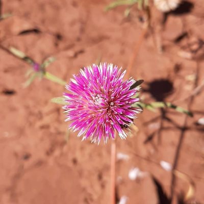 Gomphrena canescens, photographed by T. Hammer