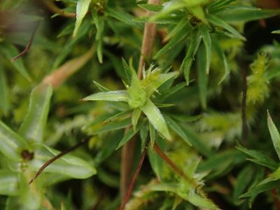 Pogonatum contortum, photographed by Randal
