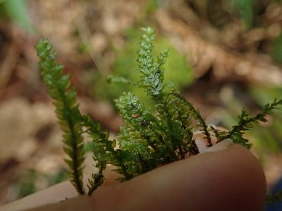 Thamnobryum neckeroides, photographed by Randal