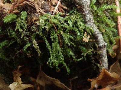 Thamnobryum neckeroides, photographed by Randal