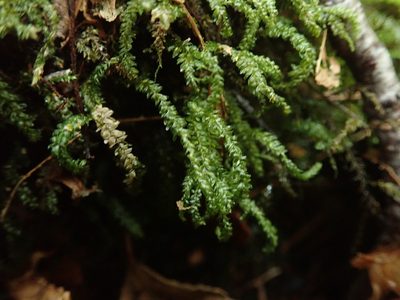 Thamnobryum neckeroides, photographed by Randal