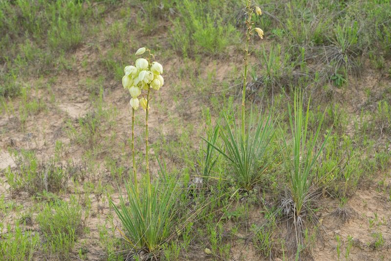 Yucca arkansana, photographed by Kyle M. Simpson