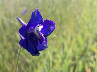 Delphinium variegatum, photographed by Miguel Vieira