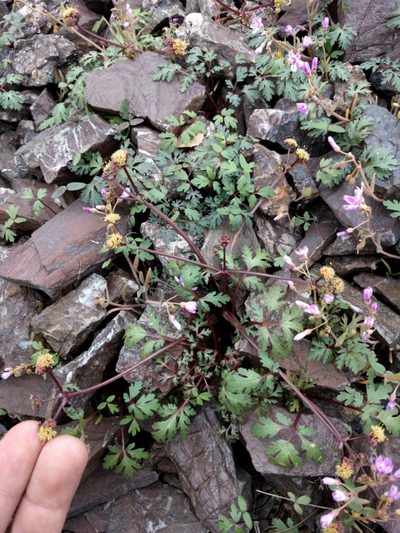 Sanicula saxatilis, photographed by Ken-ichi Ueda