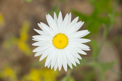 Aphanostephus skirrhobasis, photographed by Kyle M. Simpson