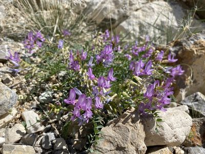 Astragalus beckwithii, photographed by Matt Berger