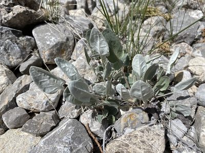 Eriogonum racemosum, photographed by Matt Berger