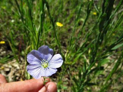 Linum pratense, photographed by Annika Lindqvist