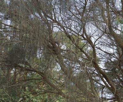 Allocasuarina verticillata, photographed by Rod Lowther