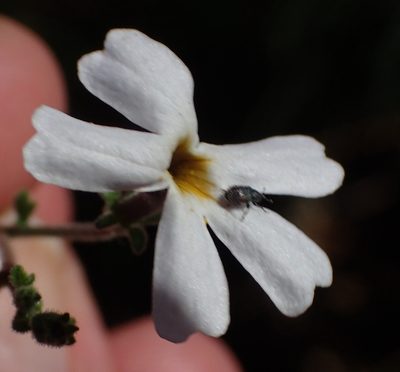 Jamesbrittenia tysonii, photographed by Nicola van Berkel