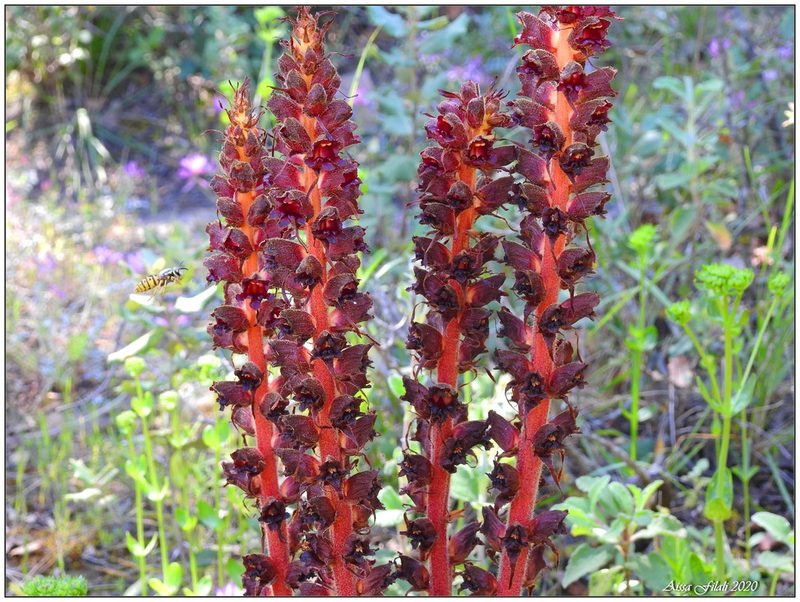 Orobanche variegata, photographed by Aissa Djamel Filali