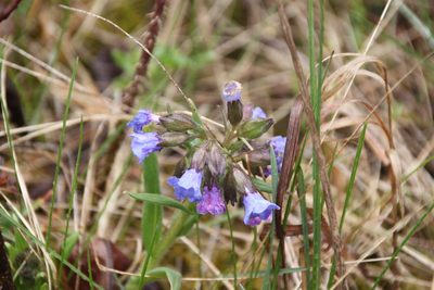 Pulmonaria angustifolia, photographed by Maxim Shashkov