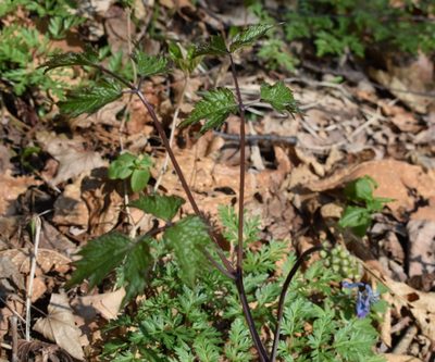 Actaea asiatica, photographed by Repina Tatyana