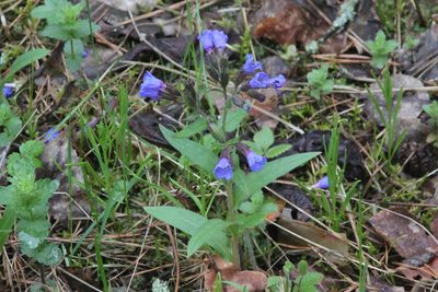 Pulmonaria angustifolia, photographed by Maxim Shashkov