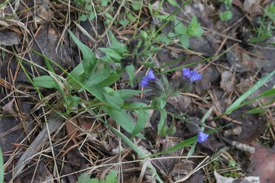 Pulmonaria angustifolia, photographed by Maxim Shashkov
