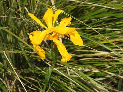 Iris juncea, photographed by Aissa Djamel Filali