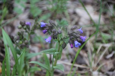 Pulmonaria angustifolia, photographed by Maxim Shashkov